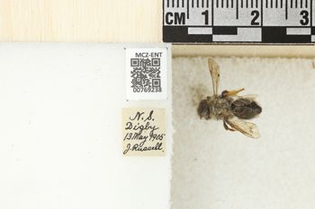 Media type: image;   Entomology 769238 Aspect: Labels